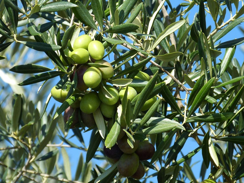 hueso-de-aceituna-biomasa-hermanos-luque-biocombustible-sostenible